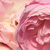 Ružová - Záhonová ruža - polyanta - Sorbet Pink